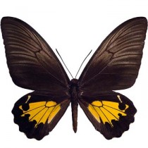 Золота Птіцекрилка - Troides Rhadamantus